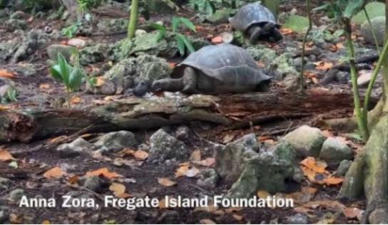 Una tortuga gigante cazando pájaros: el vídeo que sorprende incluso a los científicos