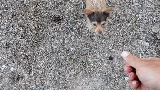 ¿Puedes resolver el rompecabezas de las moras?