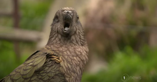 Bruce, un loro discapacitado que ha aprendido él solo a usar herramientas para acicalarse