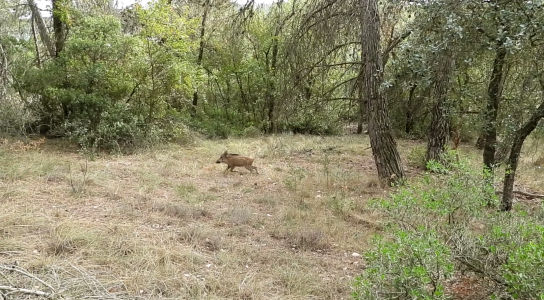 Reto visual: ¿Dónde se esconde el jabalí?