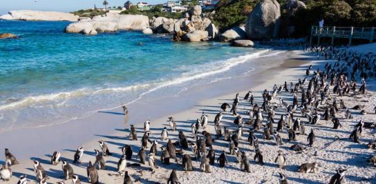 Un enjambre de abejas mata a decenas de pingüinos en peligro de extinción