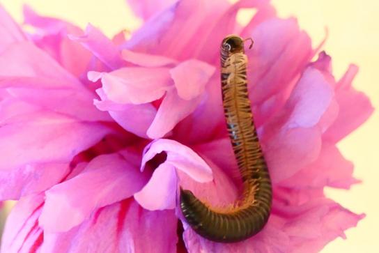 ¿Cuál es el insecto más antiguo del mundo?