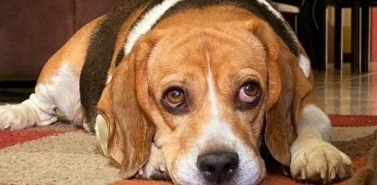 La ley de bienestar animal nace a medio gas, con ausencias y dudas