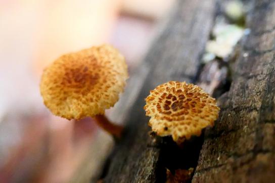 Barcelona tiene una nueva seta diminuta