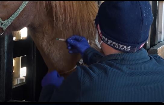 Granjas de sangre: la explotación comercial de yeguas preñadas en Islandia