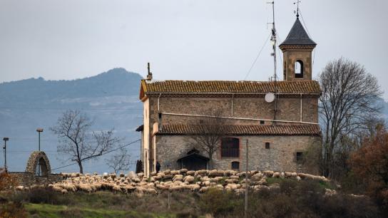 El rebaño de David, uno de los últimos pastores