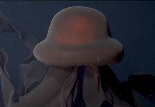 Descubren a casi 1.000 metros de profundidad una medusa fantasma gigante