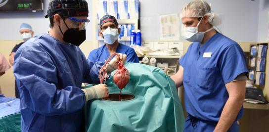 Muere el hombre al que trasplantaron un corazón de cerdo