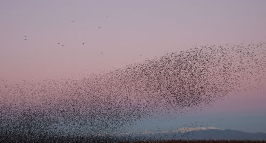Los impresionantes estorninos del Canigó
