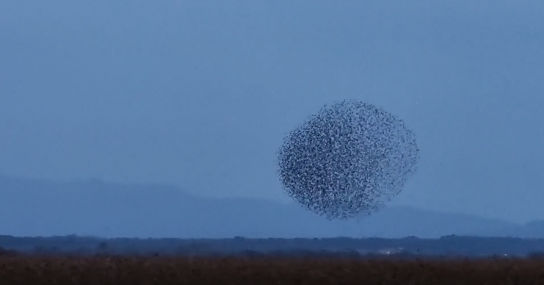 Los impresionantes estorninos del Canigó