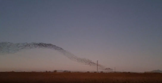 Los impresionantes estorninos del Canigó