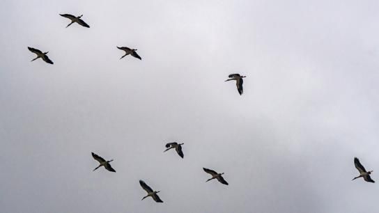Los escuadrones de cigüeñas llenan el cielo