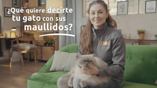 “Mi gato maúlla por las noches y no sé cómo ayudarlo”: los errores que no debes cometer