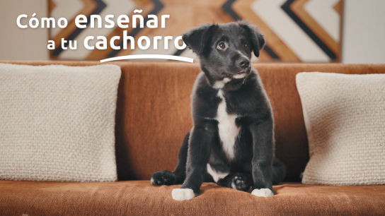 "Sacar al perro tres veces al día es insuficiente": Ingrid Ramón, educadora canina