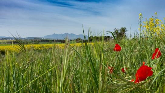Descubre la ruta verde familiar de Montserrat