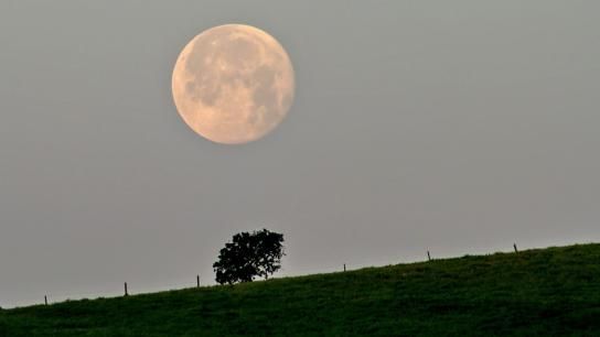 La puesta de la luna rosa al amanecer