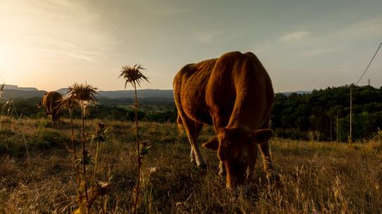 Cómo afecta la ola de calor al ganado