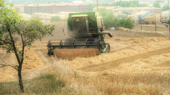 Siega en plena canícula