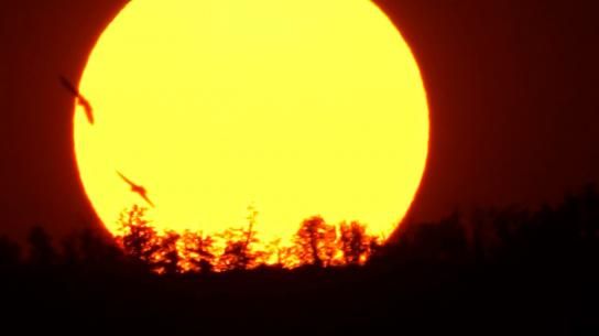 El sol de los vencejos