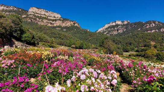 El pequeño paraíso de las dalias en el Berguedà
