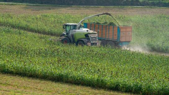 La sequía daña la cosecha de forrajes para ganado