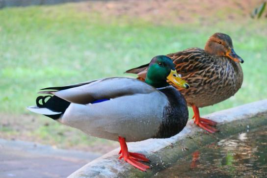 Cuaca regresa antes al monasterio de Pedralbes