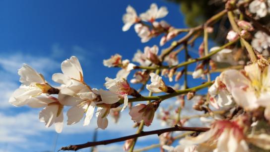 El gran tiempo de los almendros en flor