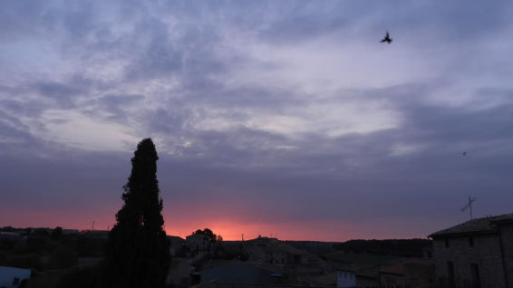 El pájaro congelado en una milésima de segundo