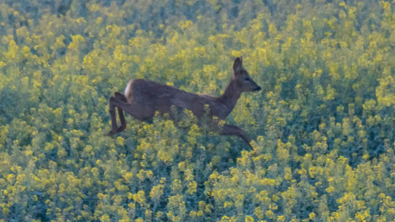 Descubre los corzos de los campos de colza