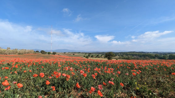 El Sant Jordi natural de Gallecs