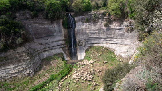 El pantano de Sau se transforma en zona de pasto