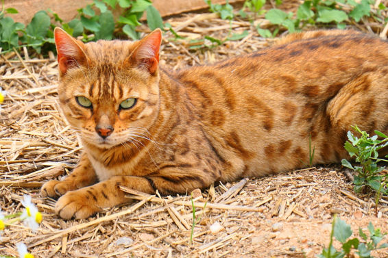 El misterio del gato de Bengala de Pedralbes