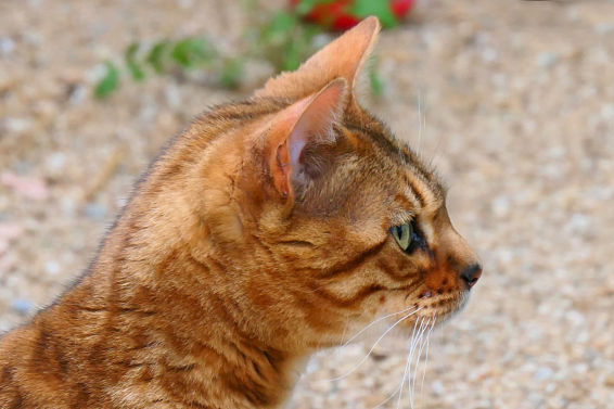 El misterio del gato de Bengala de Pedralbes