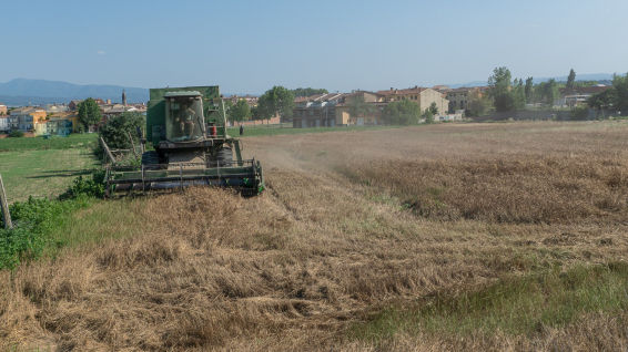 Llega el tiempo de la siega con una mala cosecha