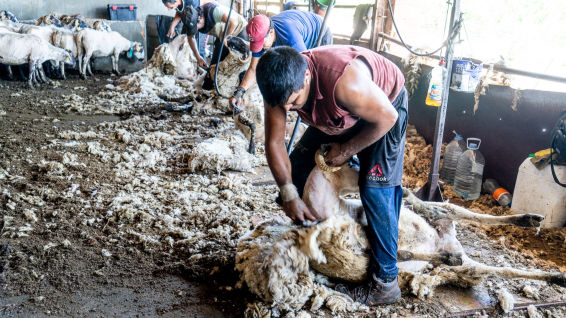 El arte de la esquila de ovejas