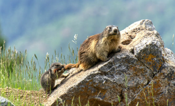 Mira el entrañable vídeo de la cría de la marmota