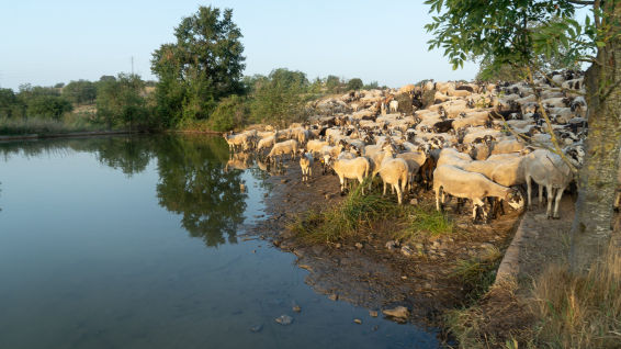 Cómo afecta la sequía a la agricultura y al ganado