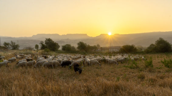 Cómo afecta la sequía a la agricultura y al ganado
