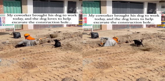 Un perro se convierte en el mejor compañero de trabajo de su dueño