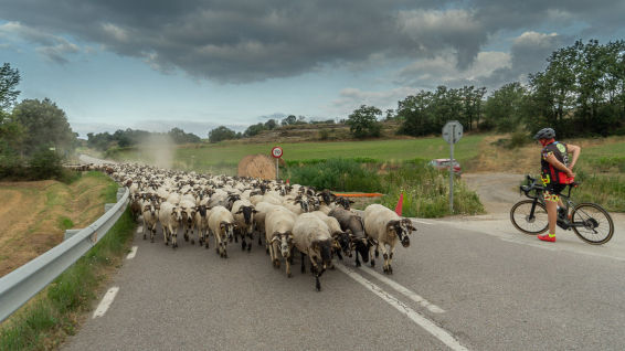 El periplo de los rebaños por las carreteras