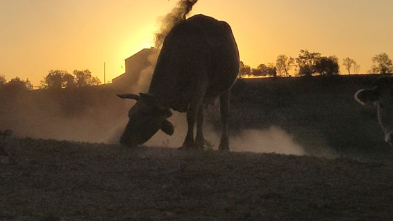¿De dónde proviene la expresión "mala leche"?