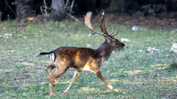 No te pierdas la espectacular berrea de la Garrotxa