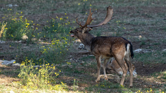 No te pierdas la espectacular berrea de la Garrotxa