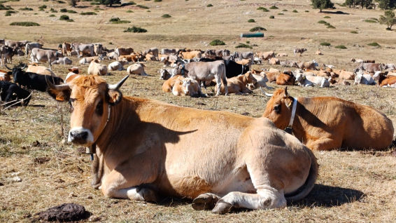 ¿Por qué hay tantas vacas en Plans d'Anyella?