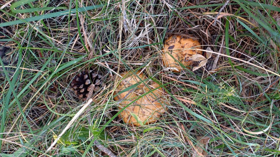 Otoño aporta un festín de frutos