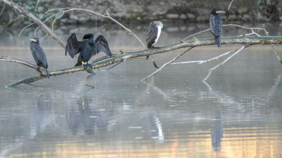 Cormoranes en el humo ártico del Ter