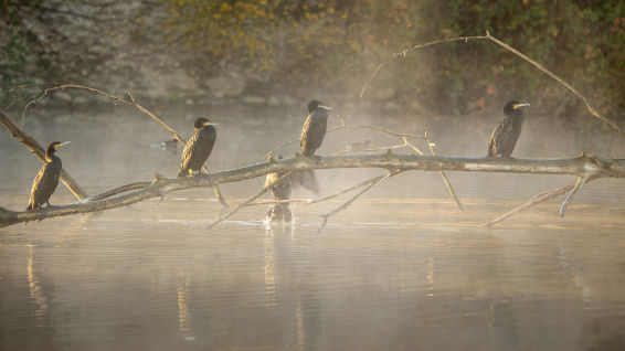 Los cormoranes humeantes del río Ter