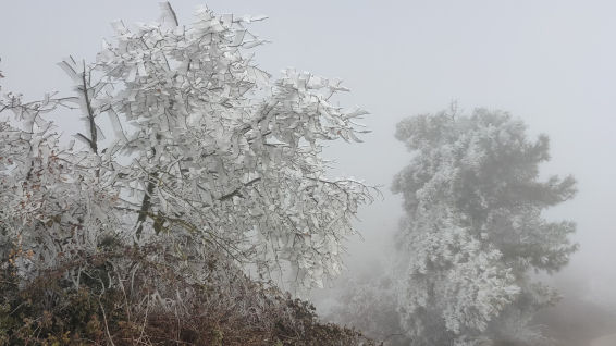 La fría belleza de la niebla engelante