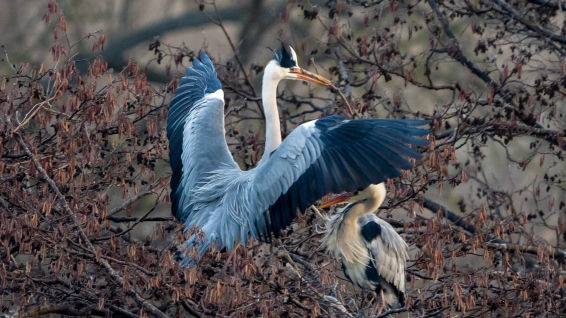 Mira cómo ligan las garzas reales