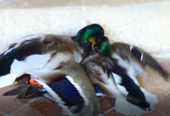 Patolandia en el monasterio de Pedralbes